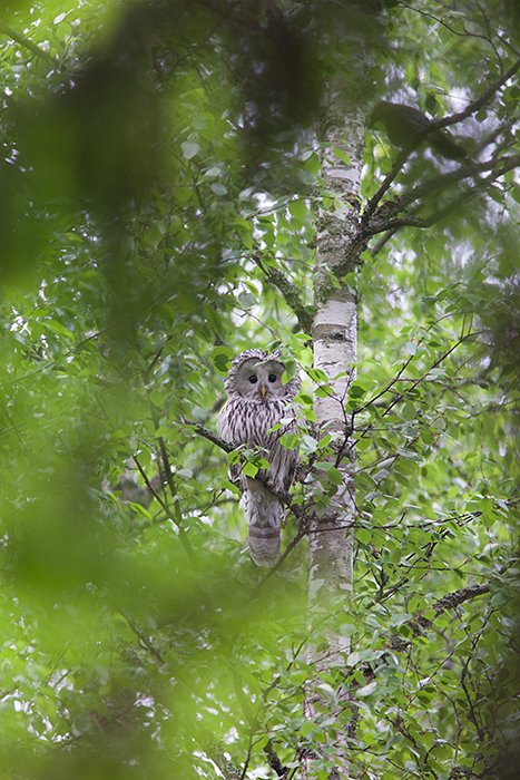 Händkakk ja pasknäär